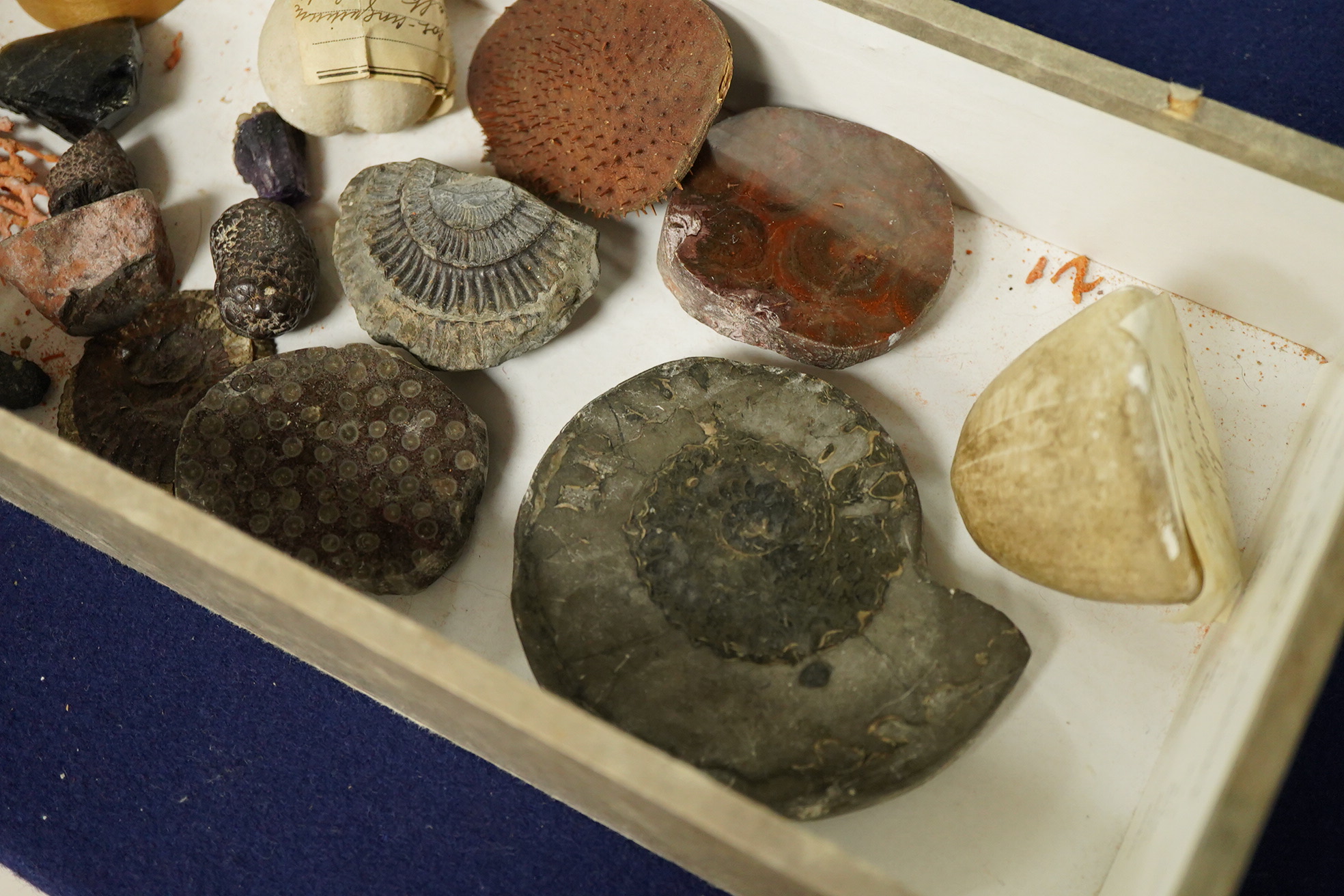 A collection of fossil and mineral specimens, some polished, largest 9cm wide.
